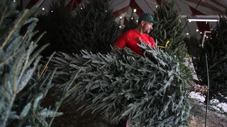 Illustration for article titled Now Is the Time to Buy a Real Christmas Tree